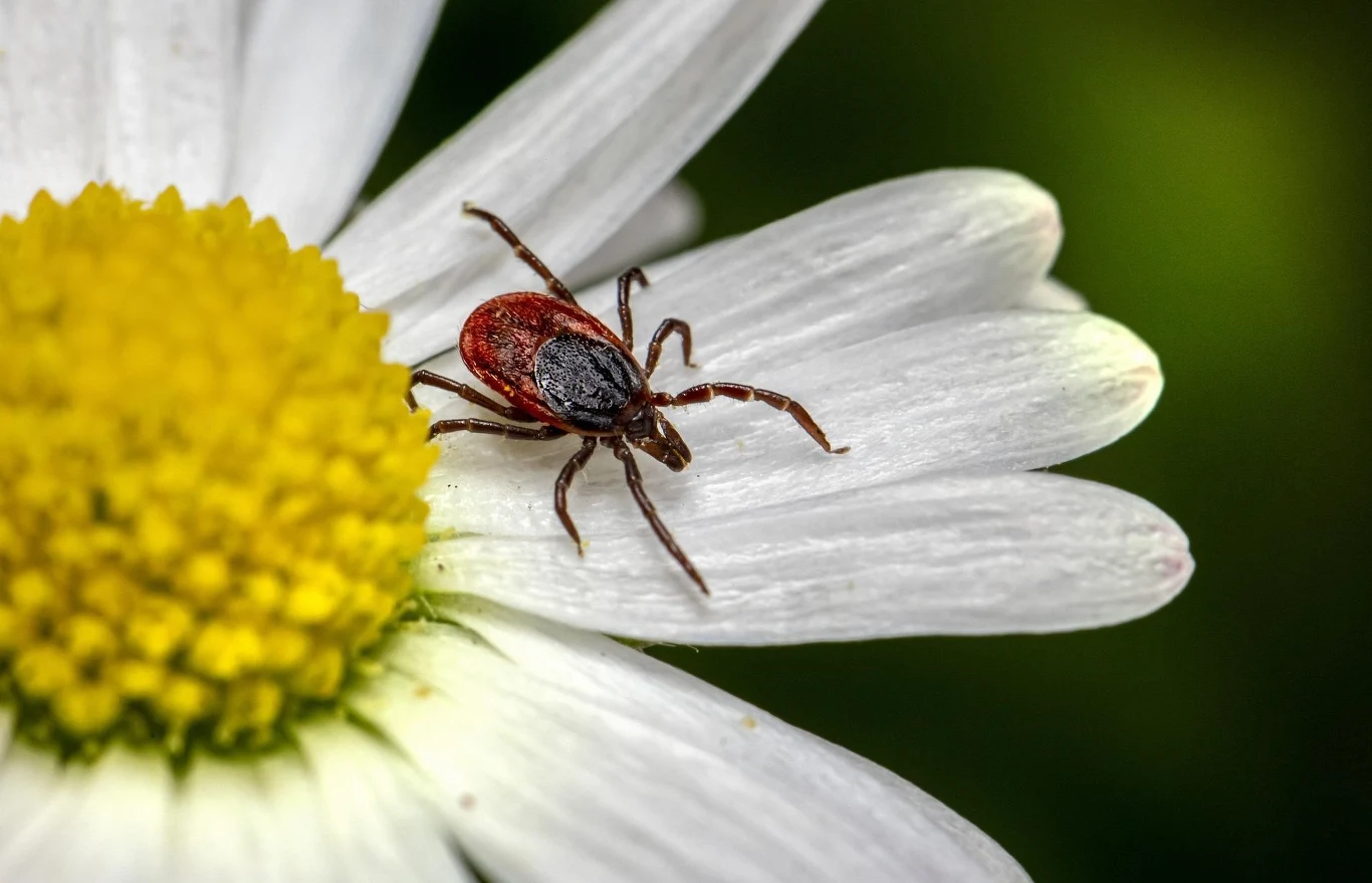Kleszcze zwykle trafiają do naszych ogrodów przenoszone przez zwierzęta