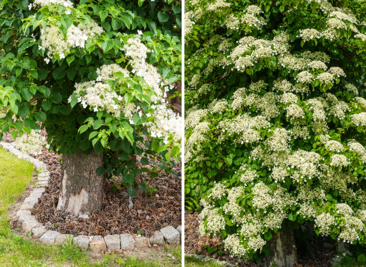 Hortensja pnąca dorasta do kilku metrów wysokości