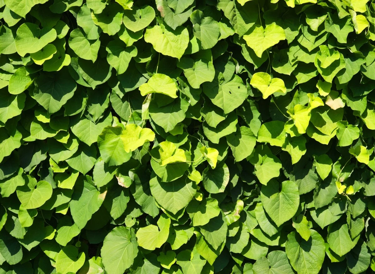 Kokornak szybko pnie się po podporach