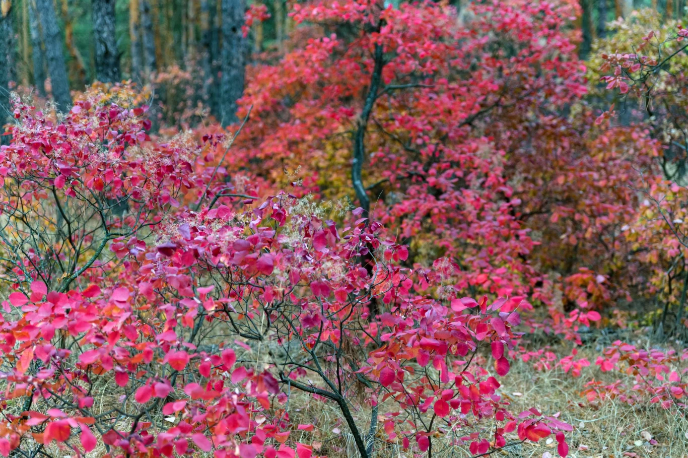 Jesienią liście perukowca się przebarwiają