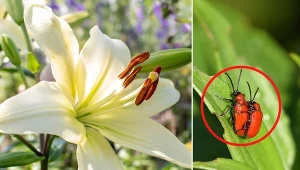 Czerwone robaki na liliach są bardzo trudne do zwalczania ze względu na swoje różne fazy rozwoju.