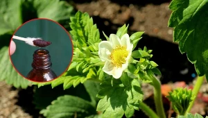 Jodyna  doskonale sprawdzi się także w walce ze szkodnikami w ogrodzie.