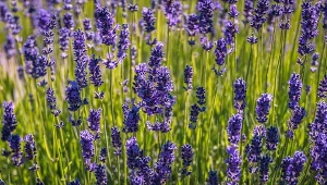Lawenda wąskolistna - namiastka Prowansji w twoim ogrodzie. Jak ją uprawiać?