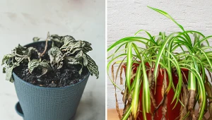 Podpowiadamy, jak sprawdzić, czy nasza roślina jest przelana czy przesuszona.