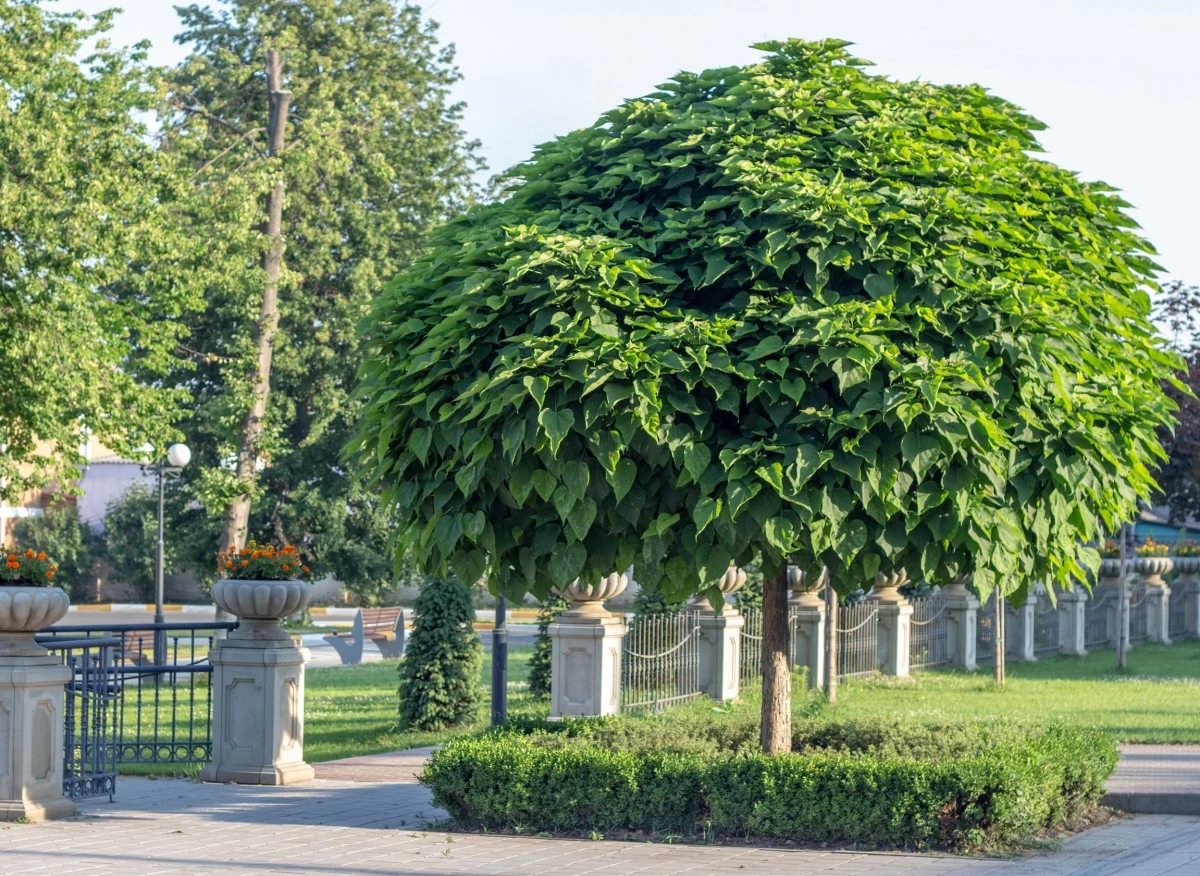 Katalpa (catalpa scop)