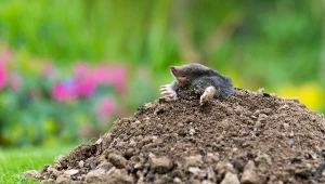 Tunele kretów potrafią osiągnąć nawet 1 km długości.