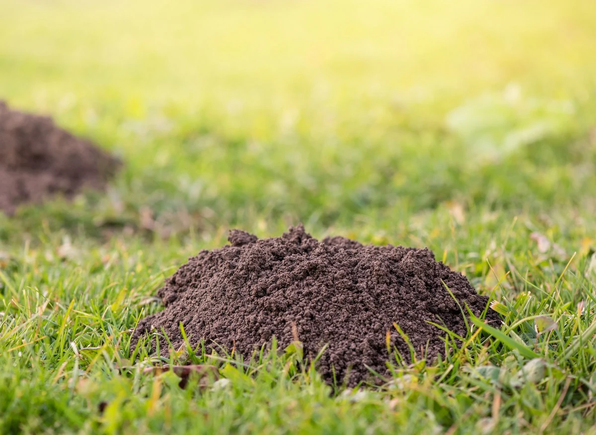 Krety, co prawda nieświadomie, ale wykonują jednak dobrą i pożyteczną „krecią robotę”