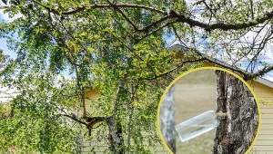 Sok z brzozy ma wiele właściwości zdrowotnych.