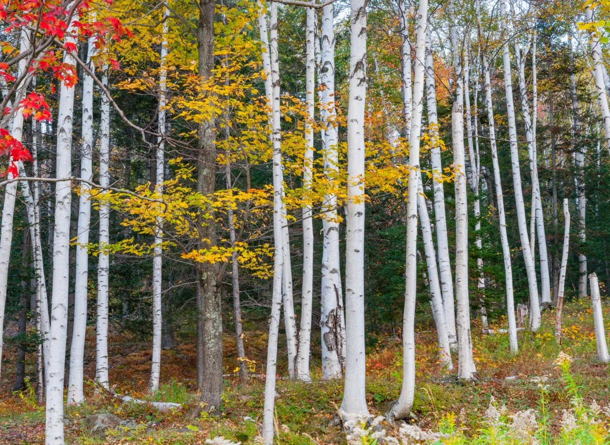 Betula papyrifera/ Brzoza papierowa
