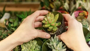 Jak nie zabić roślin doniczkowych? Warto sprawdzić ten szczegół przed zakupem kwiatów.