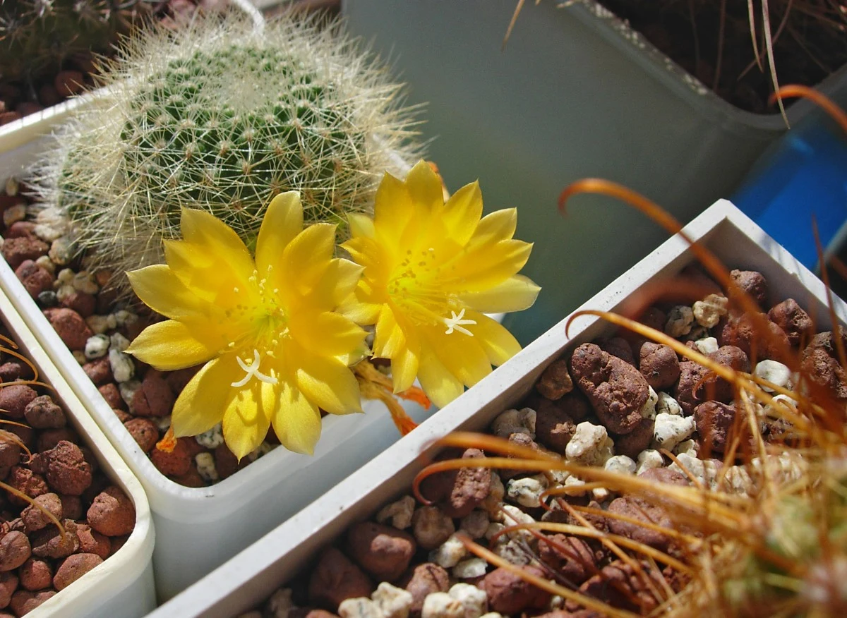 Kaktus Rebutia senilis o żółtych kwiatach