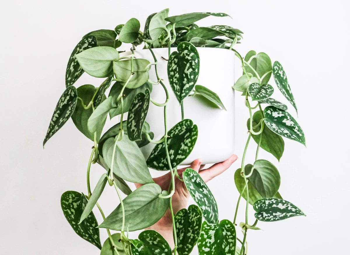 Scindapsus to bardzo szybko rosnące pnącze