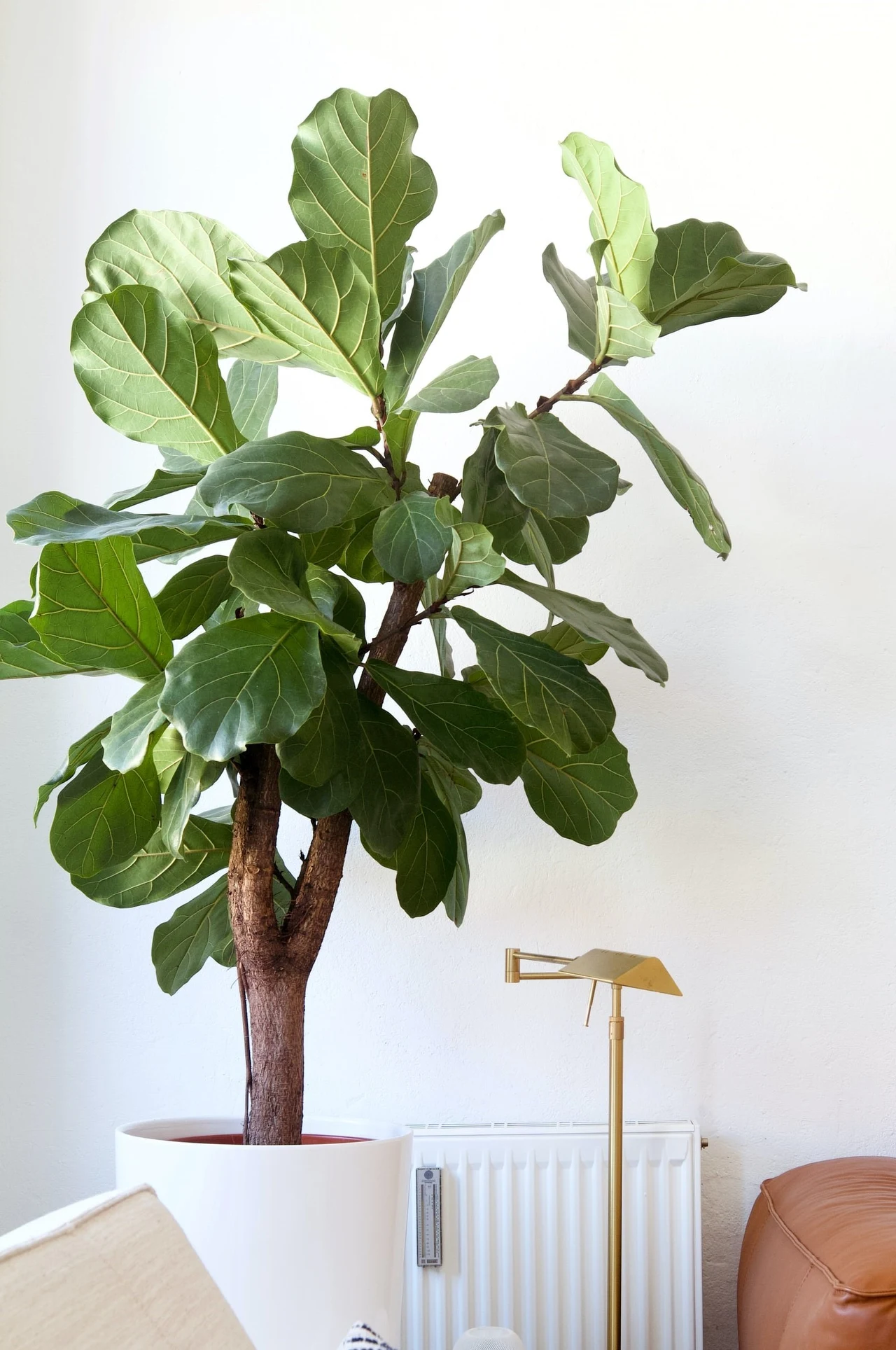 Figowiec posiada efektowne i duże liście