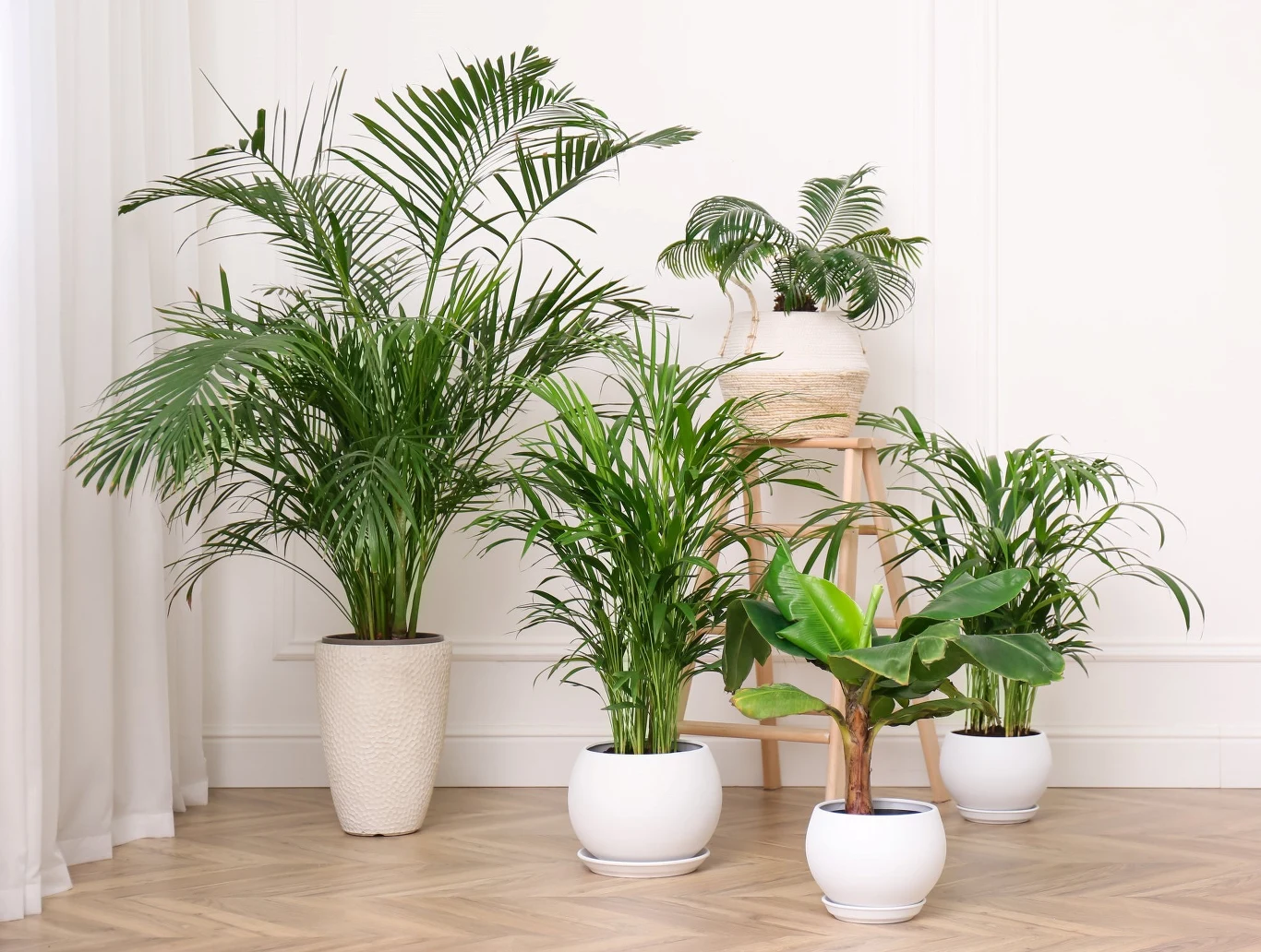 Palmy ozdobią każdą przestrzeń