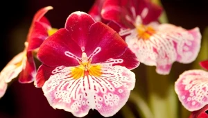 Storczyk Miltonia ma kwiaty przypominające bratki. Fot.123RF/PICSEL