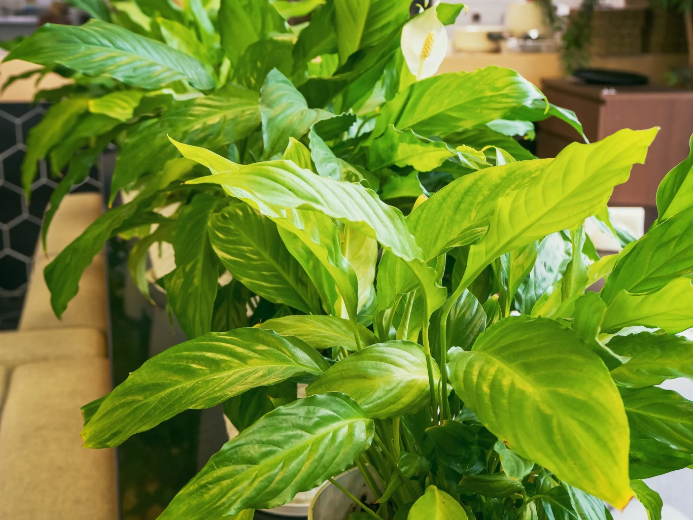 Jeżeli nasz skrzydłokwiat nie kwitnie, może to oznaczać, że ma "za dobrze"