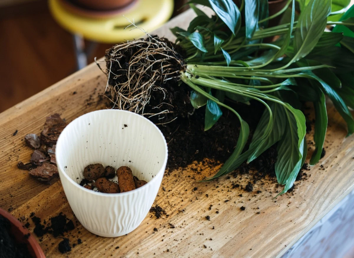Drenaż zapewnia odpływ wody z doniczki, a tym samym chroni korzenie przed gniciem i obumieraniem