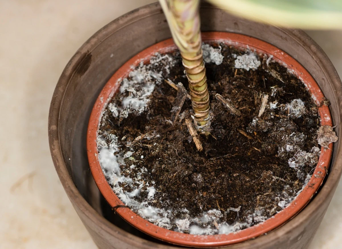 Żółtawy lub brązowy nalot pojawia się w doniczkach roślin na skutek podlewania twardą wodą