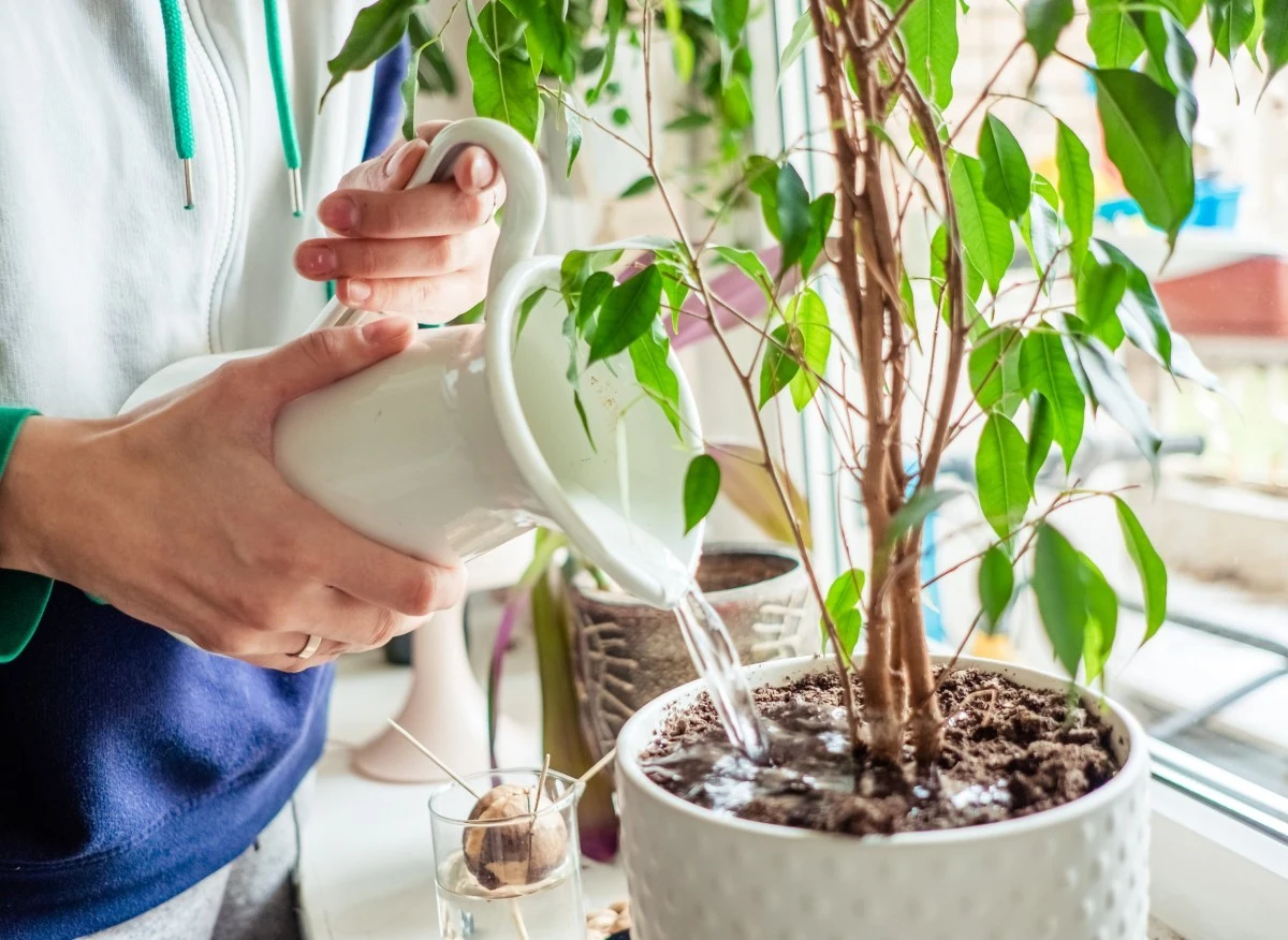 Do nawożenia roślin doniczkowych można wykorzystać odpadki