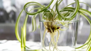 Uprawa roślin bez ziemi możliwa jest w przypadku większości gatunków kwiatów.