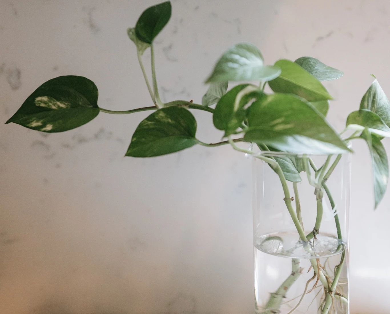 Hydraponika polega na uprawie roślin bez wody