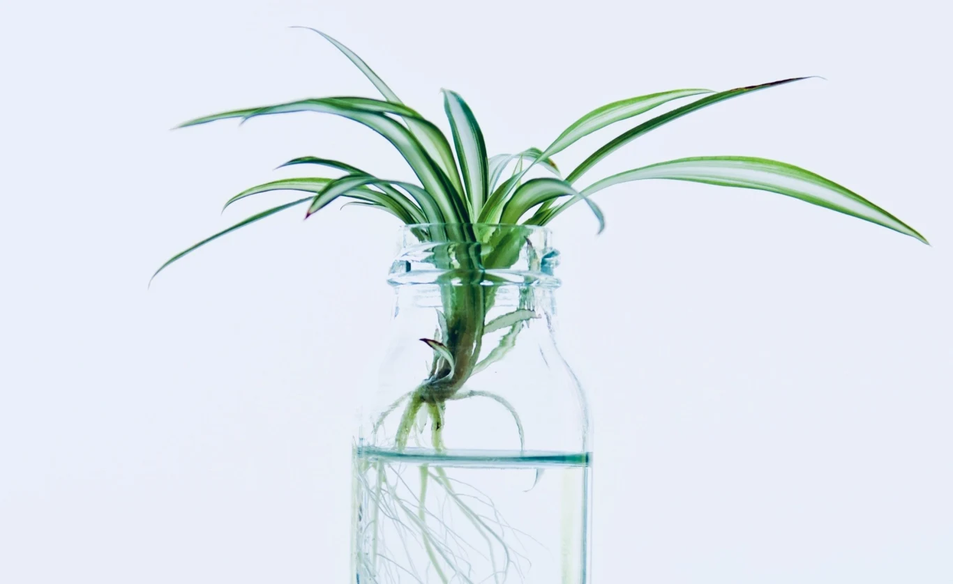 Naczynia, w których są uprawiane rośliny, należy regularnie czyścić