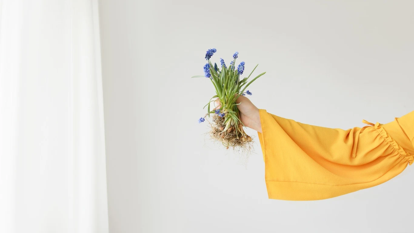 Szafirki bardzo efektownie wyglądają uprawiane bez wody