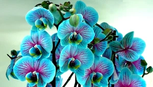 W warunkach domowych nie rozmnaża się storczyków z nasion Fot. Pixabay.com