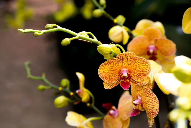 Jak wyglądają keiki storczyka