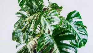 Ceny niektórych odmian monstery sięgają nawet kilku tysięcy złotych.