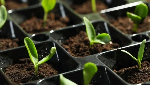 Rozsady roślin można wykonywać już w styczniu.