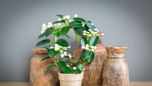 Stefanotis uznawany za symbol stałości.