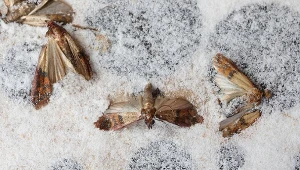 Domowe sposoby na mole spożywcze.