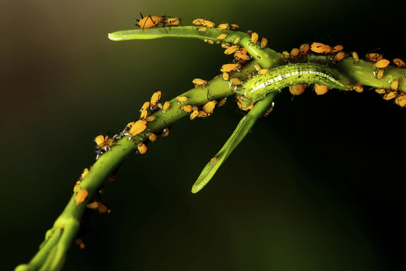Stefanotis często atakowany jest przez przędziorki i wełnowce