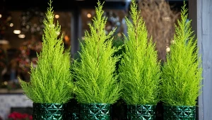 Cyprys w doniczce to piękna ozdoba na Boże Narodzenie.