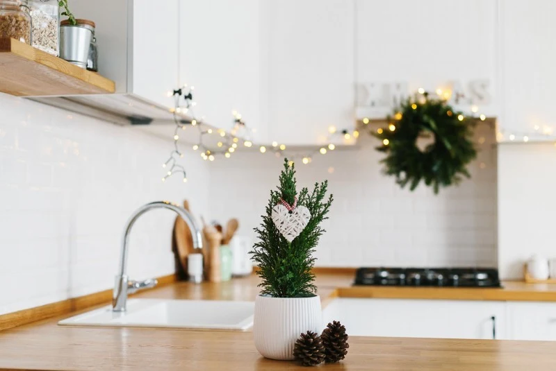 Cyprys w święta może nam zastąpić małą choinkę