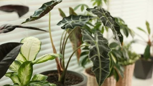 Alokazja najlepiej czuje się w łazience i kuchni.