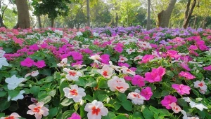 W 2022 zamiast trawnika w ogrodzie warto założyć łąkę kwietną