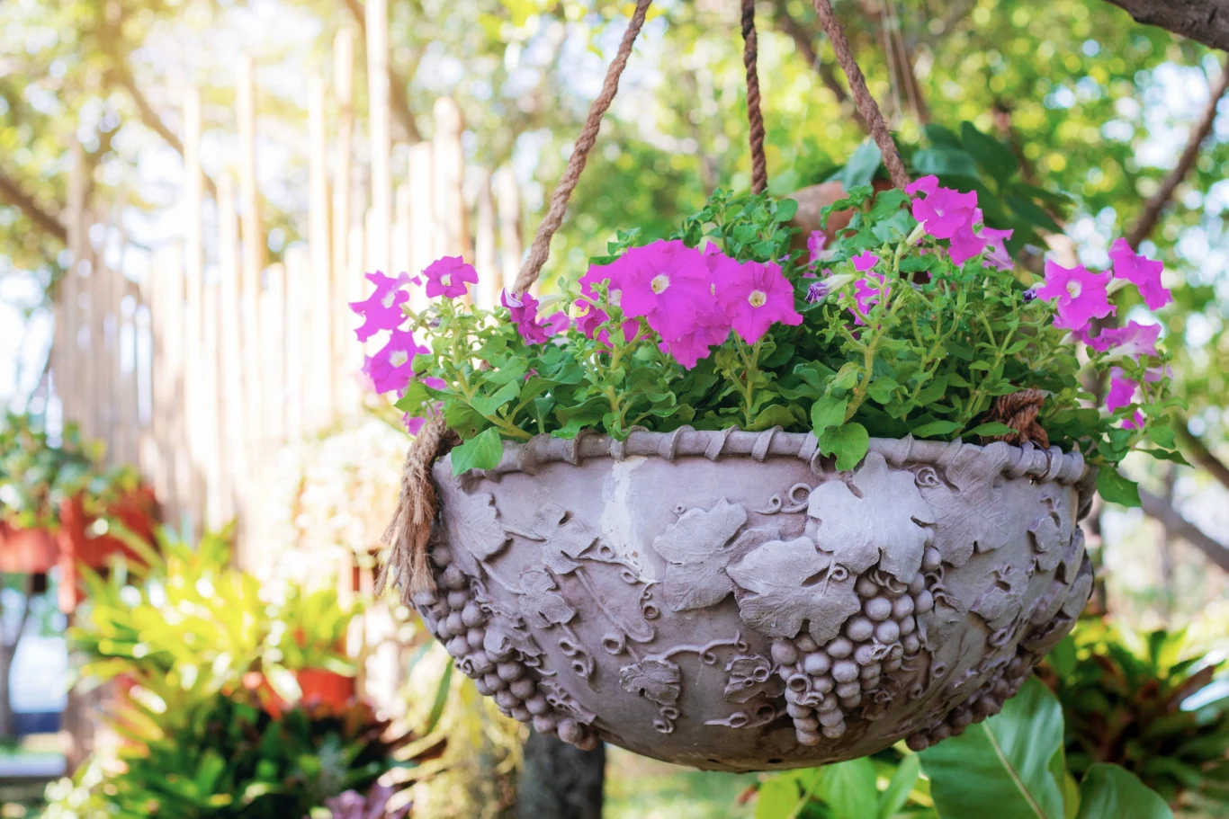 Barwinki to łatwe w uprawie kwiaty