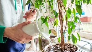 Do nawożenia roślin doniczkowych można wykorzystać odpadki.