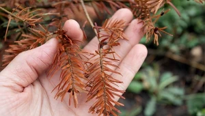 Powodem zamierania iglaków mogą być choroby wywoływane przez grzyby, w tym najgroźniejsza – fytoftoroza.