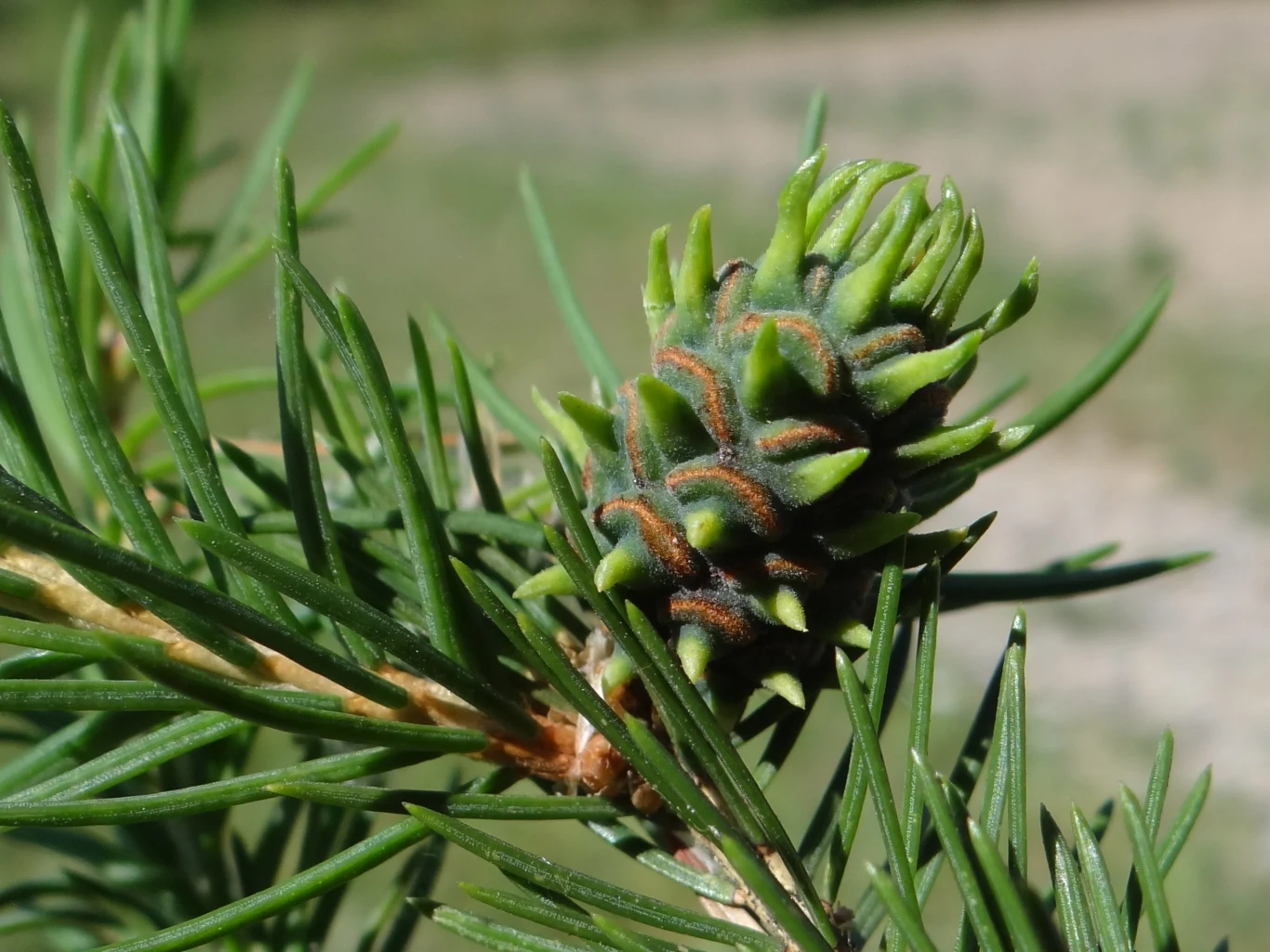 Fot. Jerzy Opioła - Praca własna, CC BY-SA 4.0, Commons.wikimedia.org