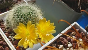 Kaktus Rebutia senilis o żółtych kwiatach.