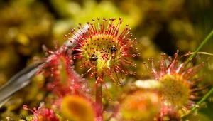 Rosiczka okrągłolistna.