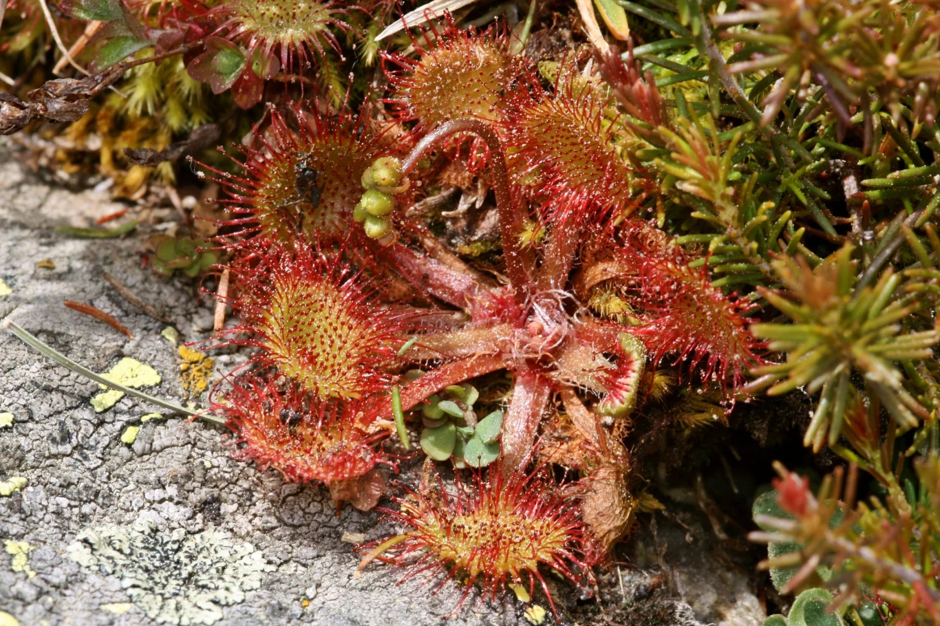 Rosiczka to bylina w naturze rosnąca nisko nad ziemią