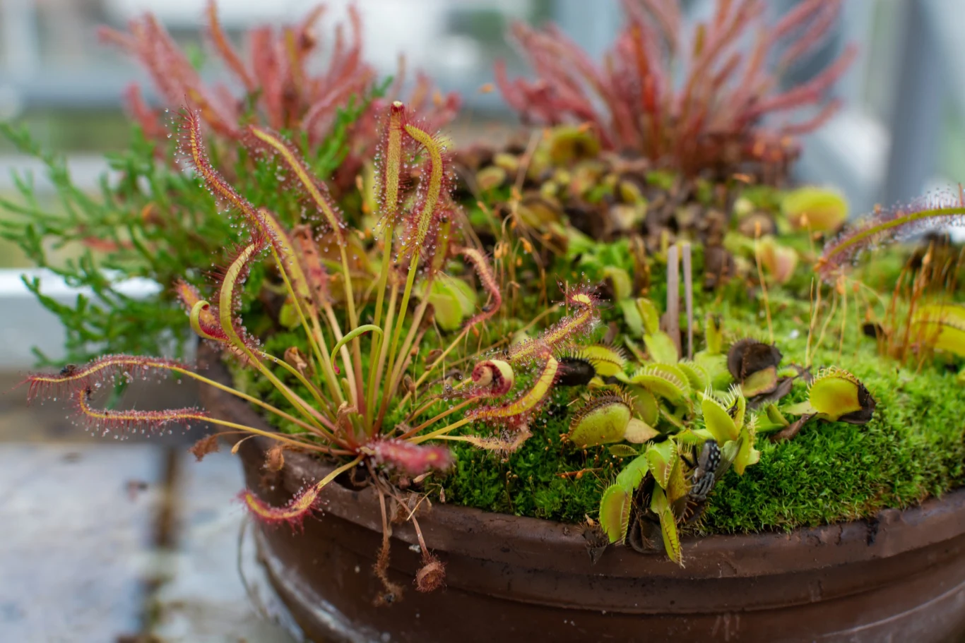 Uprawiając rosiczkę w domu warto ustawić ją na południowym parapecie