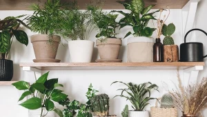 Zapomniane rośliny znowu stają się modne.