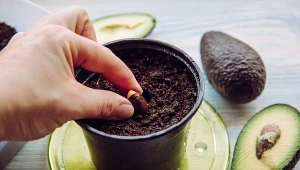 Wyjmując pestkę z owocu, uważajmy, żeby jej nie uszkodzić.