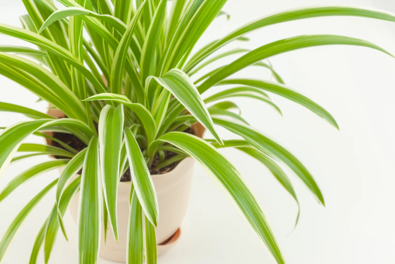 Zielistka nie ma dużych wymagań pielęgnacyjnych