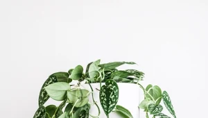 Scindapsus to bardzo szybko rosnące pnącze.